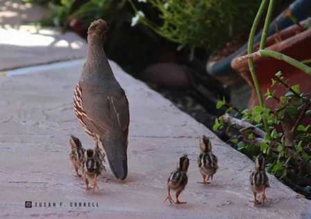 May 16 - Quail babies, so cute! Photo credit: Facebook, Susan F Correll 20230516